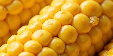 Granos de maíz frescos